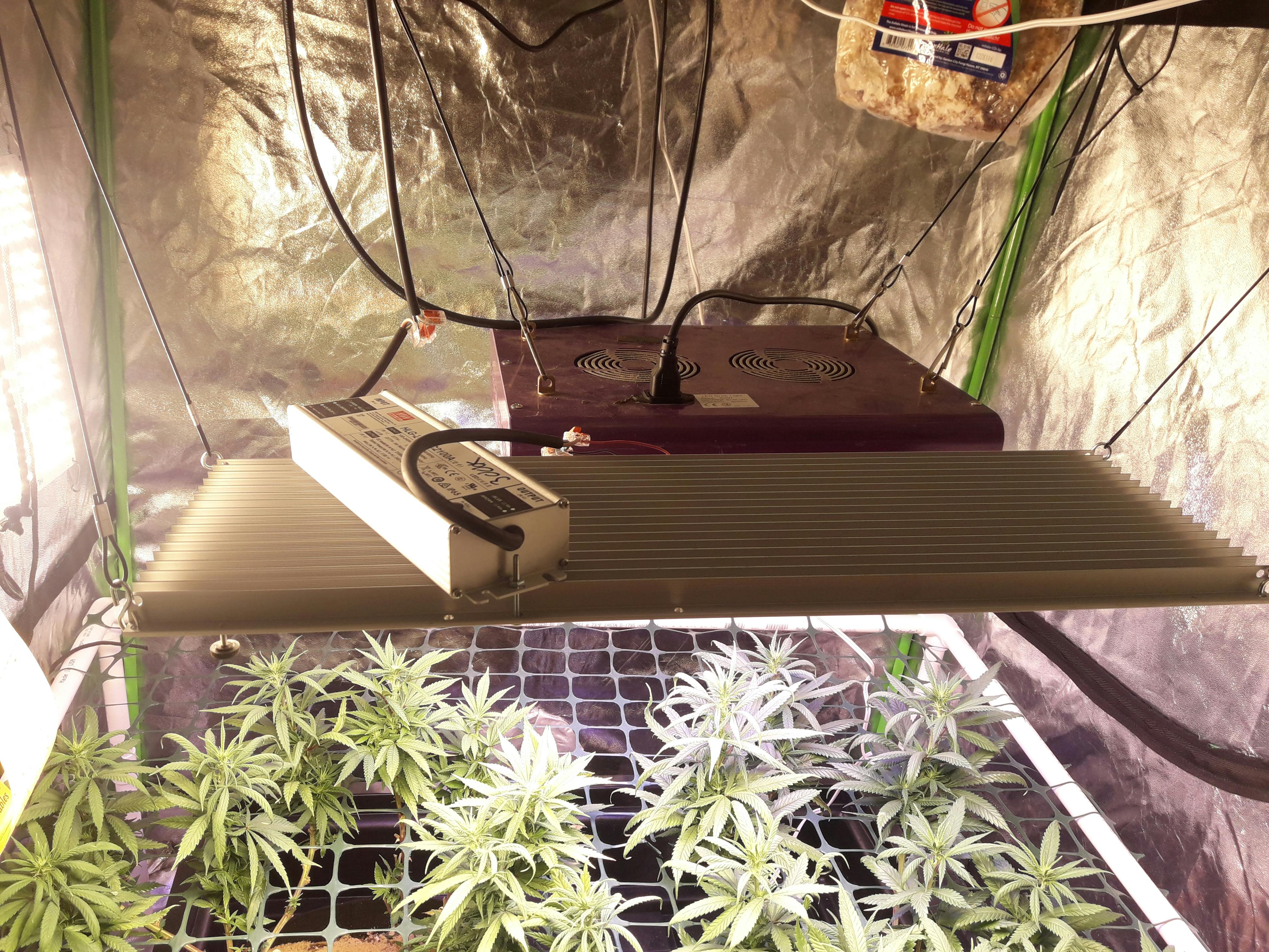 LED Grow Light Reviews LED Grow Lights Depot