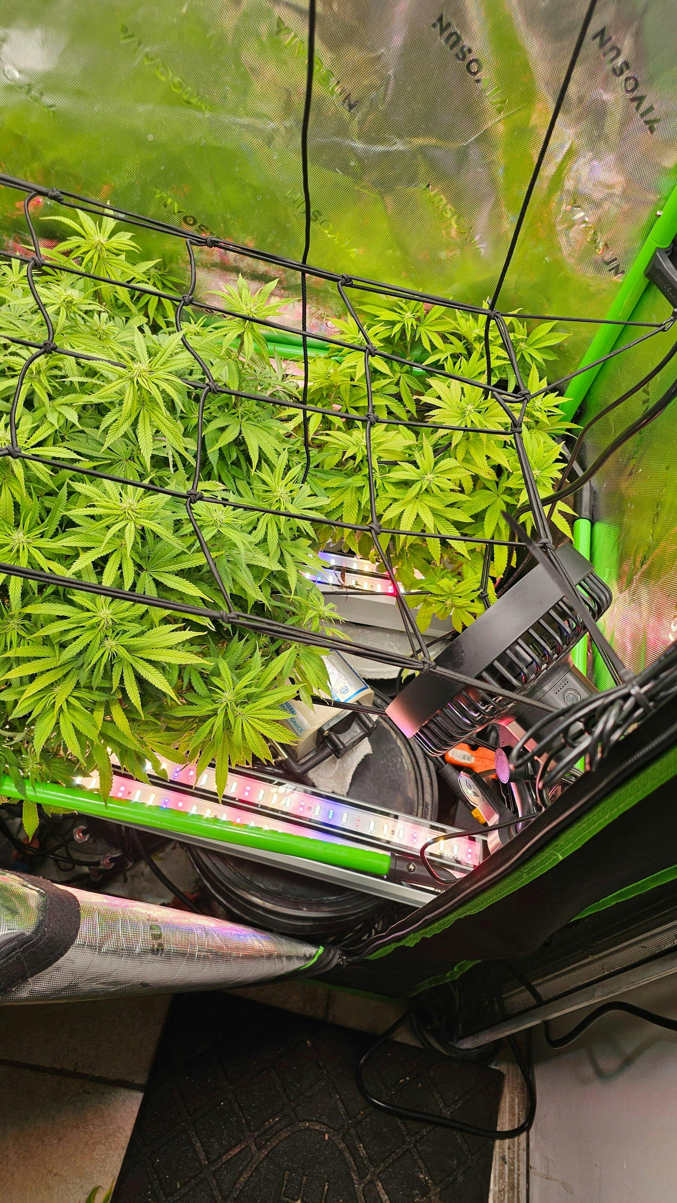 Buy GrowPros 4′ 150W Under Canopy Grow Light, Dual Channel, Model