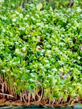 Legeldle Rostlap Kenderből Mikrozöld Termesztéshez