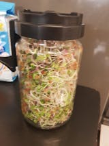 Legeldle Valentin-napi csíráztató csomag