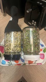 Legeldle Csíráztató Alapcsomag 2 Üvegedény és 2 Csíramag - választható