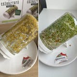  Legeldle Csíráztató Kezdőkészlet 2 üvegedénnyel és 18 féle maggal