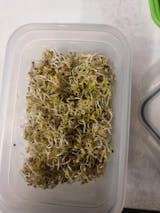 Legeldle Vajrépa Csíramag