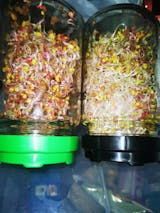   Mikrozöld Próbacsomag (1 tálca, 1 fedlap, 3 csomag mag, 3 termesztőközeg) (100% off)