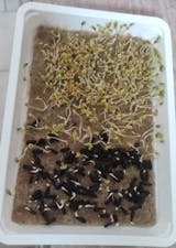 Legeldle Napraforgó Mikrozöld Mag