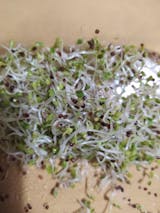 Legeldle Brokkoli Csíramag