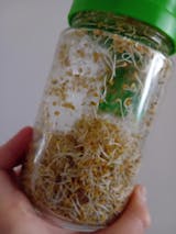 Legeldle Vöröshere Csíramag