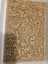 Legeldle Bíborhere Mikrozöld Mag