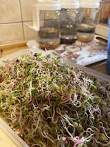   Mikrozöld Próbacsomag (1 tálca, 1 fedlap, 3 csomag mag, 3 termesztőközeg) (100% off)