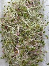 Legeldle Bíborhere Csíramag