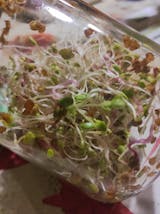 Legeldle Csíráztató Alapcsomag 2 Üvegedény és 2 Csíramag - választható