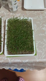 Legeldle Rostlap Kenderből Mikrozöld Termesztéshez