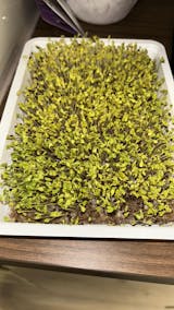   Mikrozöld Próbacsomag (1 tálca, 1 fedlap, 3 csomag mag, 3 termesztőközeg) (100% off)