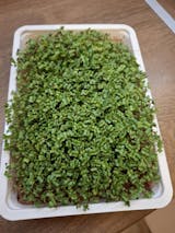   Mikrozöld Próbacsomag (1 tálca, 1 fedlap, 3 csomag mag, 3 termesztőközeg) (100% off)