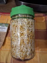  Legeldle Csíráztató Kezdőkészlet 2 üvegedénnyel és 18 féle maggal