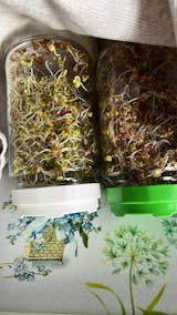 Legeldle Csíráztató Alapcsomag 2 Üvegedény és 2 Csíramag - választható