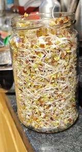 Legeldle 8 Darabos Csíramag Csomag - Ajándék Üvegedénnyel