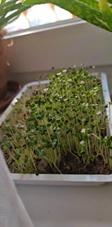  Mikrozöld Próbacsomag (1 tálca, 1 fedlap, 3 csomag mag, 3 termesztőközeg)