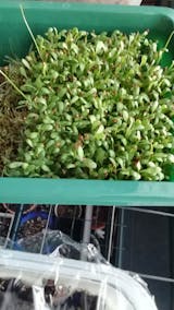   Mikrozöld Próbacsomag (1 tálca, 1 fedlap, 3 csomag mag, 3 termesztőközeg) (100% off)