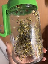 Legeldle 8 Darabos Csíramag Csomag - Ajándék Üvegedénnyel