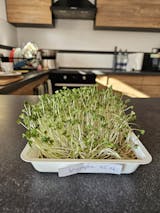 Legeldle Vajrépa Mikrozöld Mag