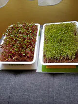  Legeldle Mikrozöld Kezdőkészlet