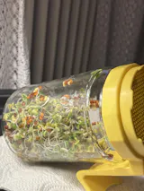 Legeldle Csíráztató Alapcsomag 4 Üvegedény és 4 Ajándék Csíramag - választható