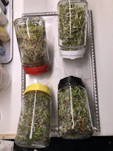 Legeldle Csíráztató Alapcsomag 4 Üvegedény és 4 Ajándék Csíramag - választható