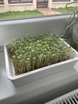 Legeldle Pak Choi Fehér Mikrozöld Mag