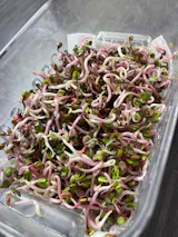 Legeldle Rambo Retek Csíramag