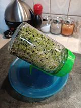 Legeldle Csíráztató Üvegedény Zöld