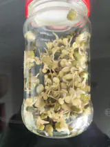 Legeldle Mungóbab Csíramag