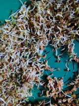 Legeldle Lucerna Csíramag