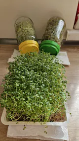 Legeldle Póréhagyma Csíramag