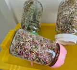 Legeldle Red Coral Retek Csíramag