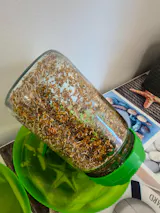 Legeldle Csíráztató Üvegedény Zöld