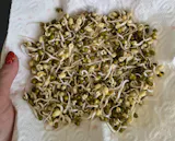 Legeldle Mungóbab Csíramag