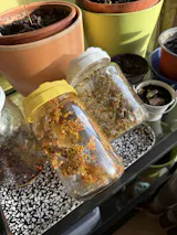 Legeldle Csíráztató Alapcsomag 2 Üvegedény és 2 Csíramag - választható