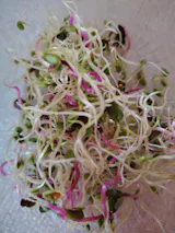 Legeldle Csíráztató Alapcsomag 2 Üvegedény és 2 Csíramag - választható