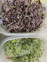  Ajándék Csíráztató Próbakészlet (üvegedény + bíborhere mag)