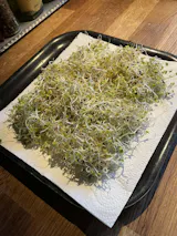  Ajándék Csíráztató Próbakészlet (üvegedény + bíborhere mag)