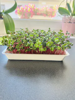 Review picture