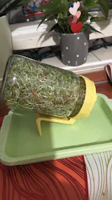  Mikrozöld Próbacsomag (1 tálca, 1 fedlap, 3 csomag mag, 3 termesztőközeg)