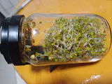 Legeldle Csíráztató Üvegedény Zöld