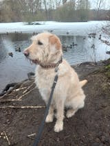 Paracord Halsband "Be Happy" in der Farbkombi "Warm Embrace"