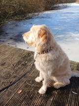 Paracord Halsband "Fettleder" in der Farbkombi "Cafe Bordeaux"