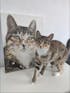 Custom Pet Photo DIY Painting Hand-Colored Gift