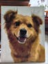 Custom Pet Photo DIY Painting Hand-Colored Gift