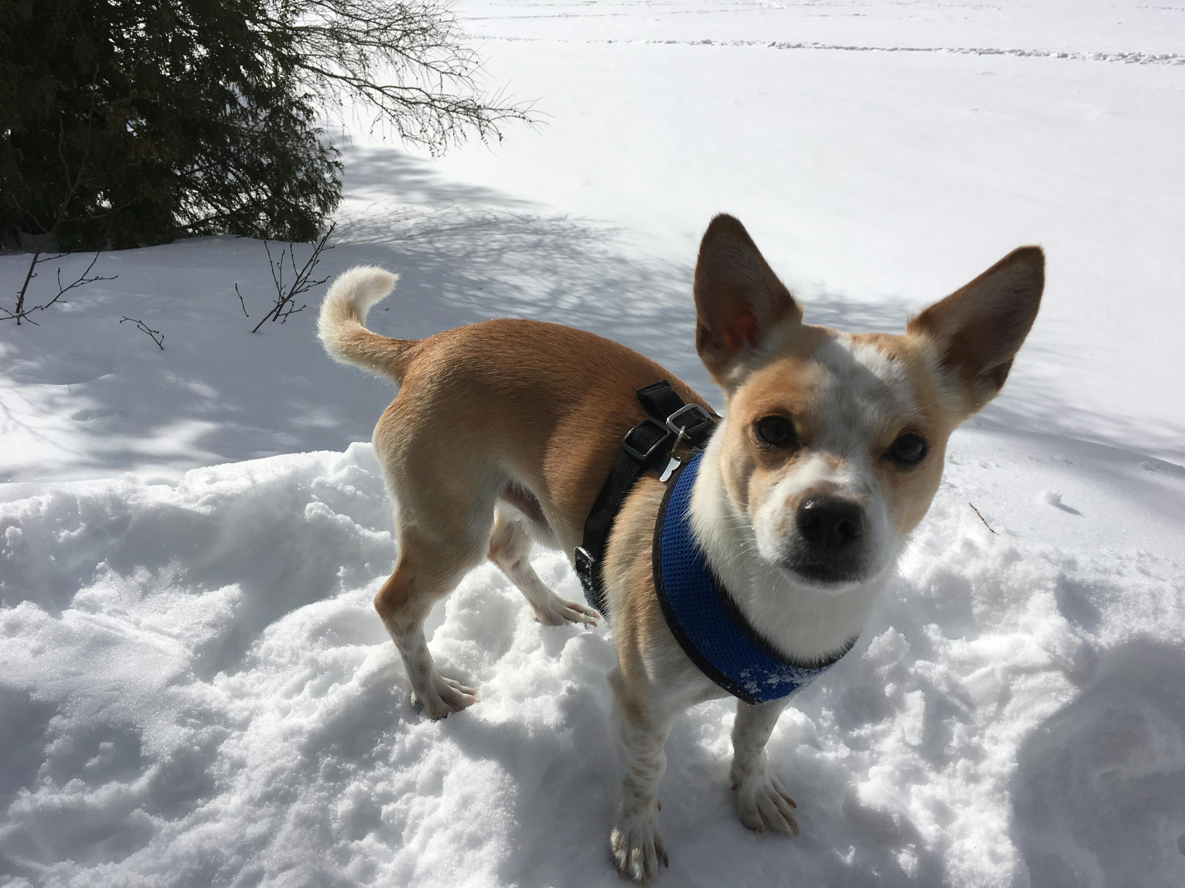 Lena Cup Sensitive menstrual cup