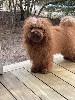 Pooch Puppy Unisex Dog Fragrance - Clean Floral Scent